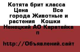 Котята брит класса › Цена ­ 20 000 - Все города Животные и растения » Кошки   . Ненецкий АО,Каратайка п.